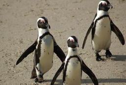 penguins_supplemental